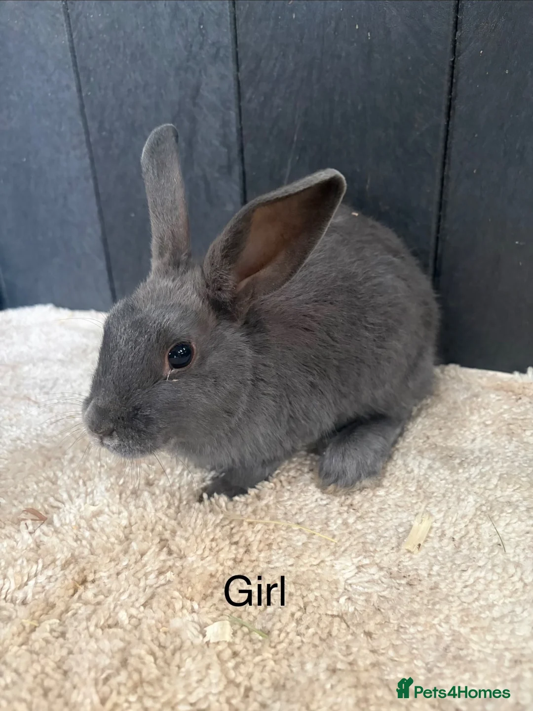 Mini Lop rabbits for sale: Stunning bunnies  - Advert 12