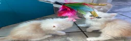 Persian cats for sale: Persian kittens in Rugby - Advert 22