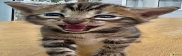 Bengal cats for sale: 🐆 2 BEAUTIFUL TICA BENGAL GIRLS – £1,200 EACH 🐆 - Advert 20