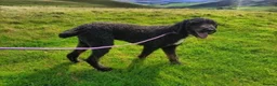 Bernedoodle dogs for sale: Outstanding Bernedoodle F1bs - Advert 26