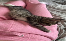 Domestic Shorthair cats for sale: 6 and half month old kitten for sale  - Image 3
