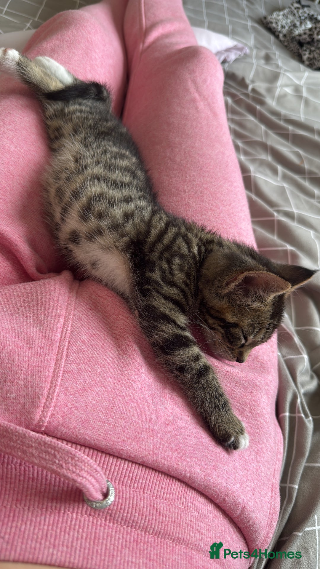 Domestic Shorthair cats for sale: 6 and half month old kitten for sale  - Image 3