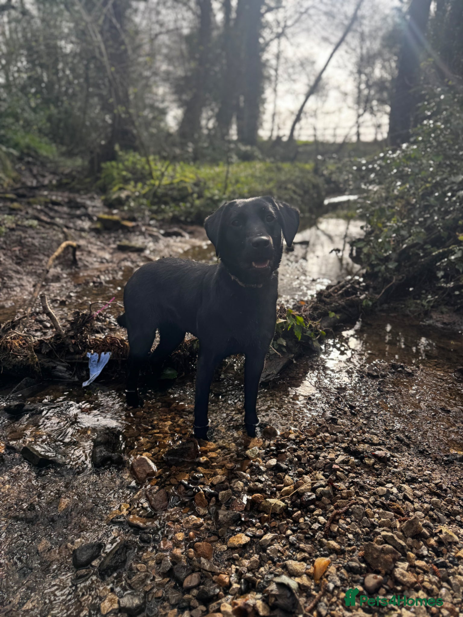 Labrador Retriever dogs Champion line Labrador!  - Advert 1