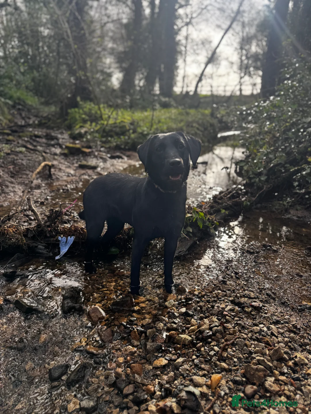 Labrador Retriever dogs for sale: Champion line Labrador!  - Advert 1