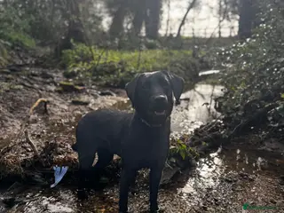 Labrador Retriever dogs Champion line Labrador! - Advert 1