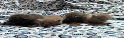 British Shorthair cats for sale: Pedigree British Blue/ Lilac Kittens - Advert 11