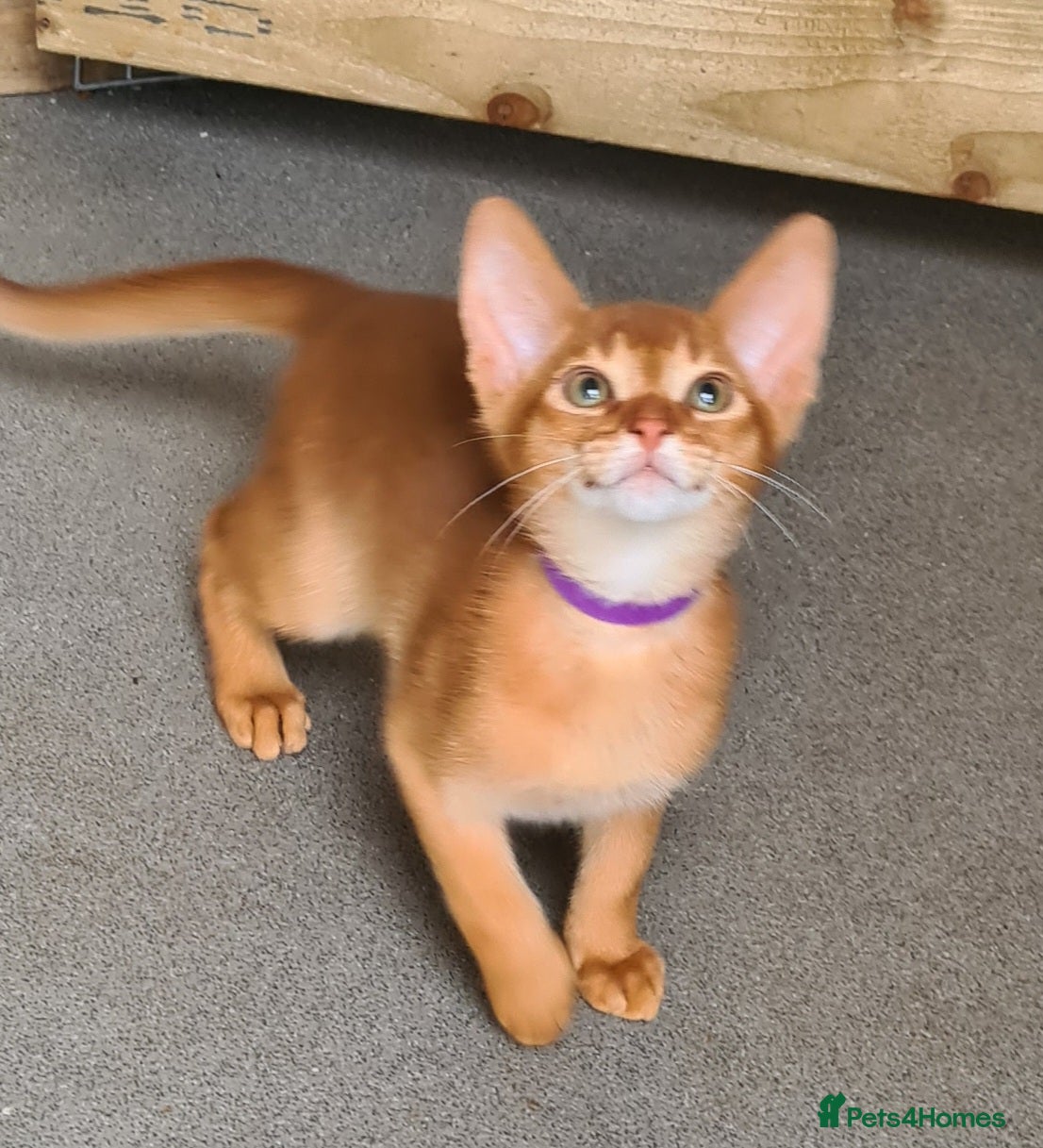 Abyssinian cats Beautiful pedigree TICA abyssinian kittens - Advert 4