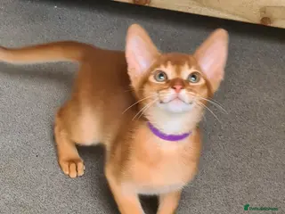 Abyssinian cats Beautiful pedigree TICA abyssinian kittens - Advert 4