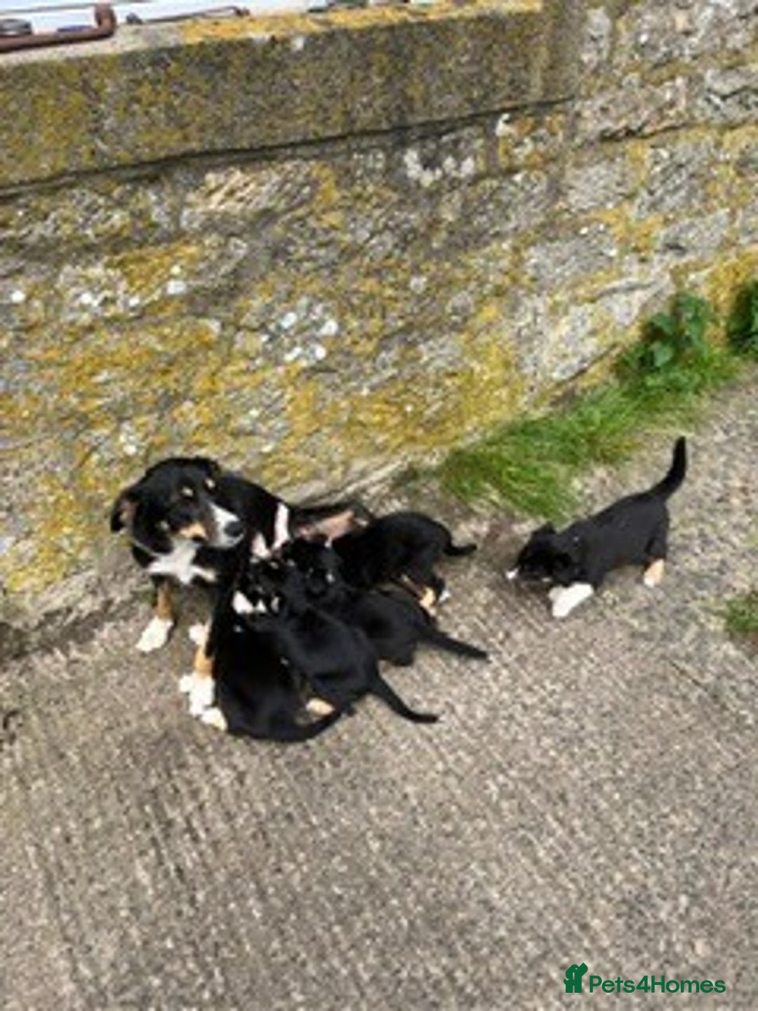 Border Collie dogs for sale: Collie puppy's for sale - Image 6
