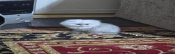 Persian cats for sale: Persian kitties in Alloa - Advert 5