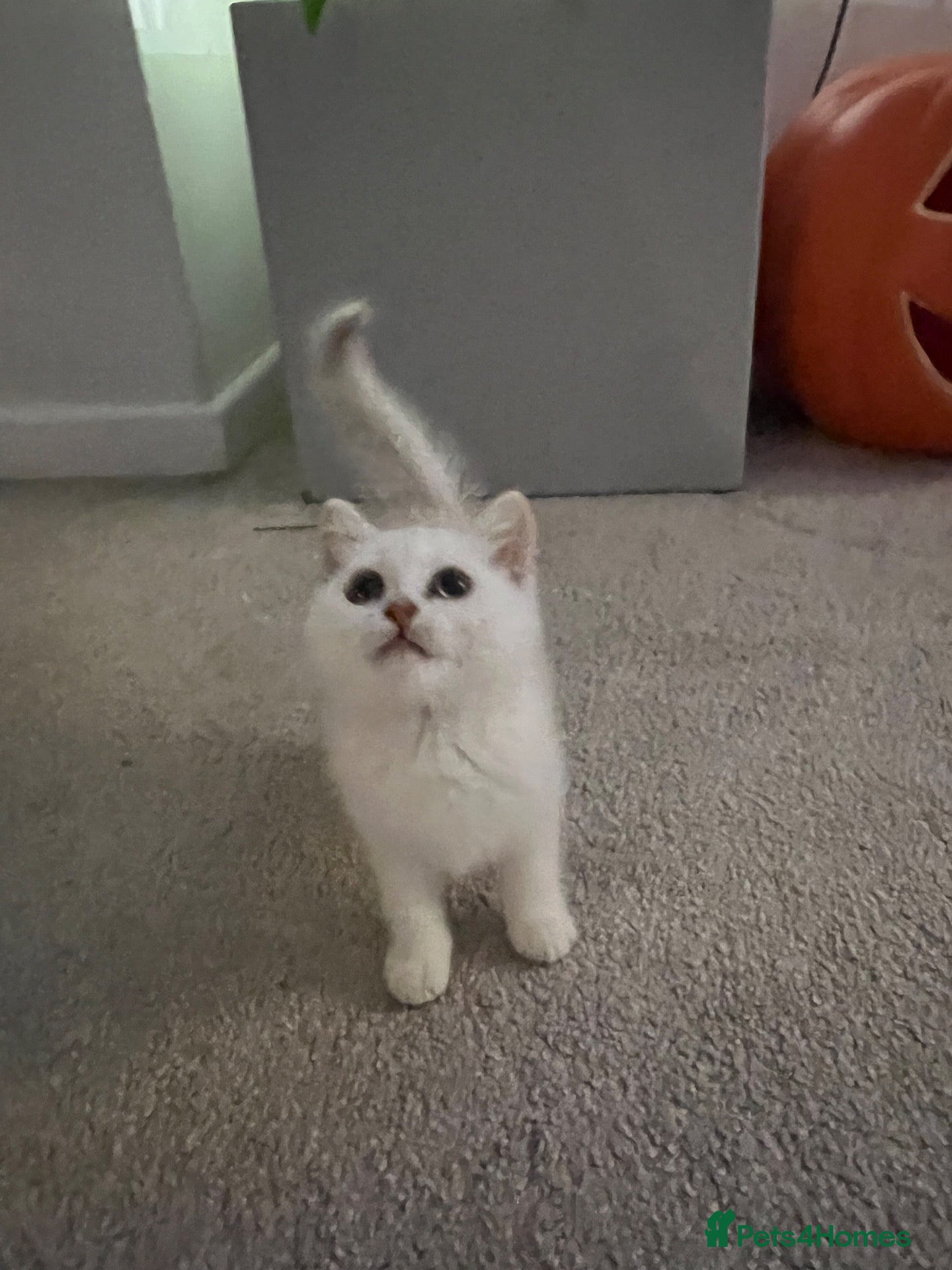 British Shorthair cats Chocolate tip and golden spotty kittens  - Advert 4