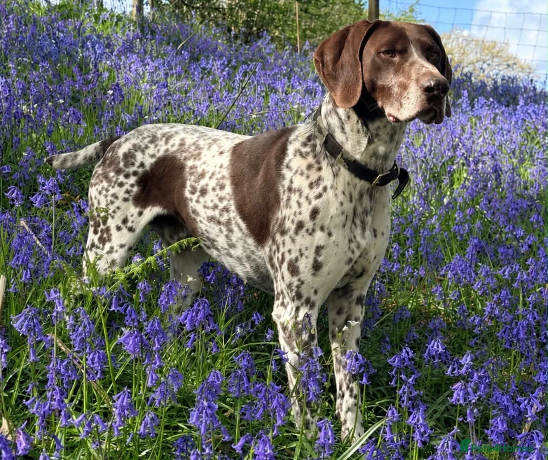 German Shorthaired Pointer dogs for sale: German shorthair pointer puppies - Advert 10