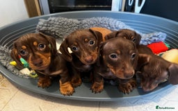 Miniature Dachshund dogs for sale: 1 girl & 3 boys ready Now Mini Dachshunds  - Image 4
