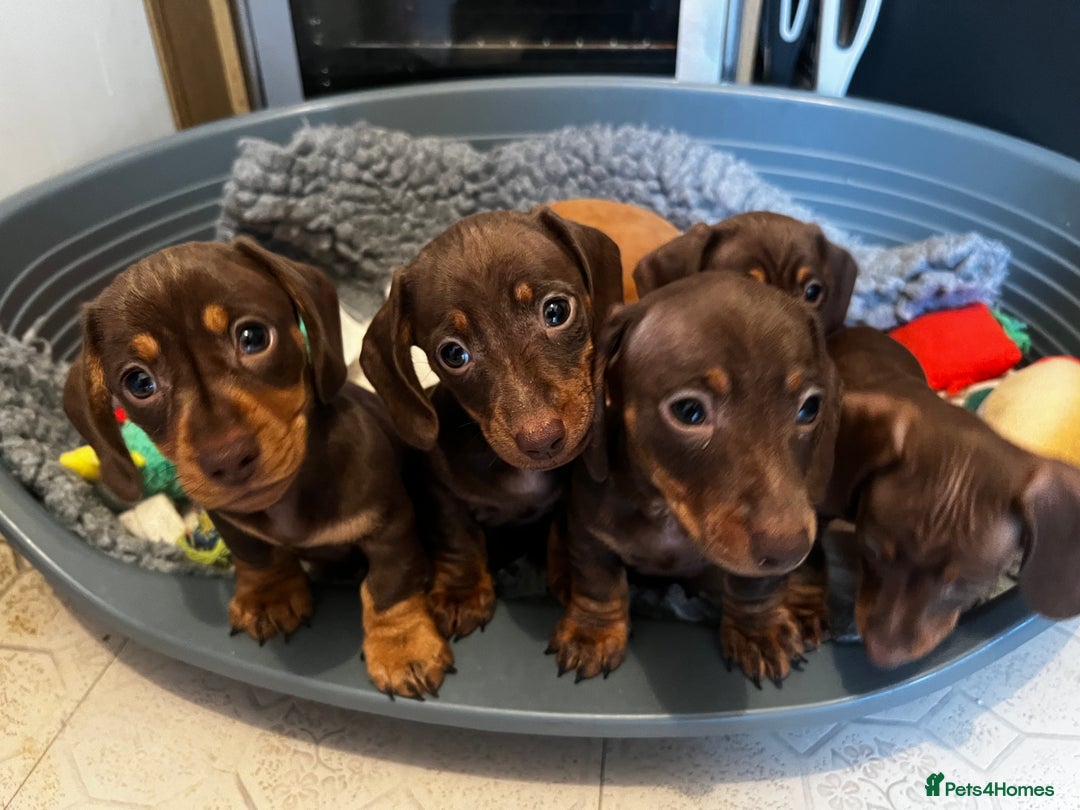 Miniature Dachshund dogs for sale: 1 girl & 3 boys ready Now Mini Dachshunds  - Image 4