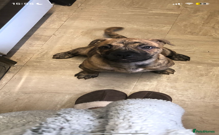 Mixed Breed dogs - Advert 1