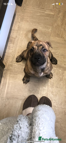 Mixed Breed dogs - Advert 1