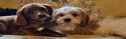 Mixed Breed dogs for sale: Lovely poodle x cockalier puppies for sale  - Advert 3