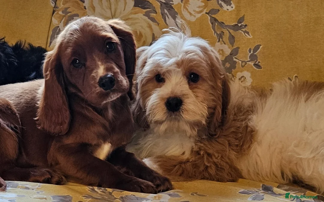 Mixed Breed dogs for sale: Lovely poodle x cockalier puppies for sale  - Advert 3