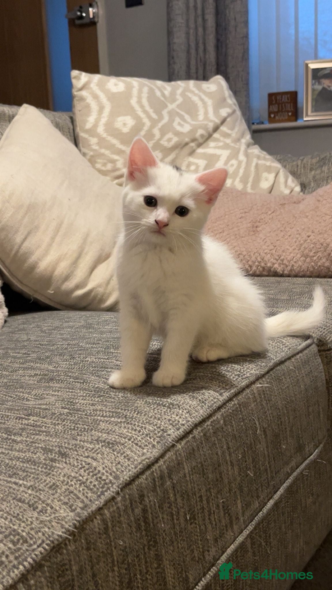 Mixed Breed cats One female kitten  - Advert 1