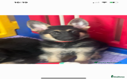 German Shepherd dogs for sale: READY NOW OUTSTANDING  GERMAN SHEPARD PUPPIES  in Stanford-le-Hope - Image 1