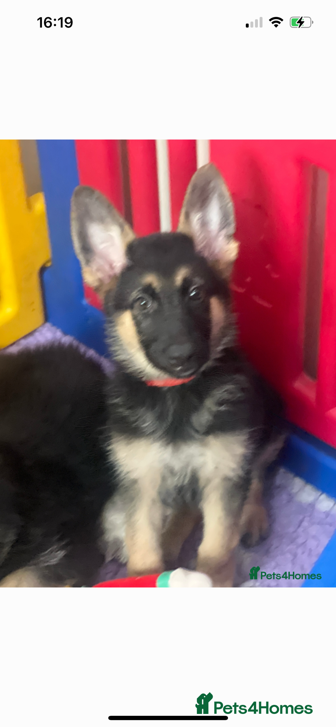 German Shepherd dogs for sale: READY NOW OUTSTANDING  GERMAN SHEPARD PUPPIES  in Stanford-le-Hope - Image 1