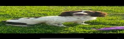 English Springer Spaniel dogs for sale: One little girl left due to time wasters - Advert 4