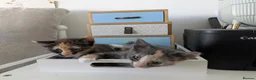 British Shorthair cats for sale: Last little girl looking for her forever home  in Blackwood - Advert 4