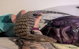 Skink reptiles for sale: Blue tongue skink  - Image 2