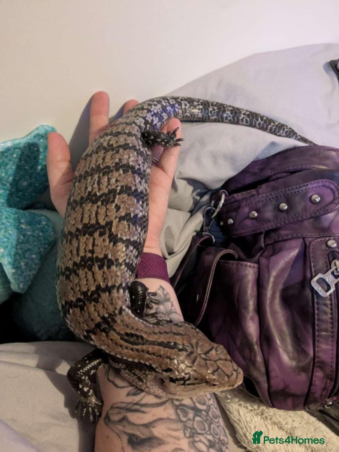 Skink reptiles for sale: Blue tongue skink  - Image 2
