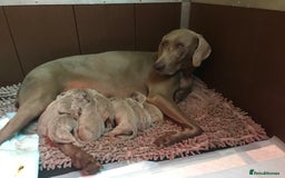 Weimaraner dogs for sale: Stunning Weimareners - Image 11
