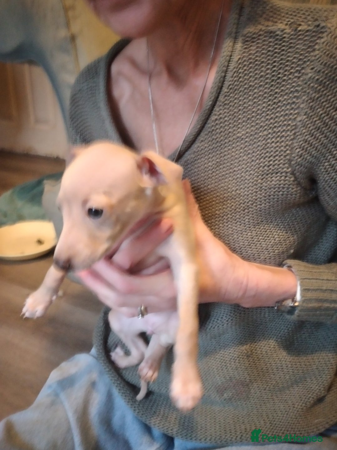 Italian Greyhound dogs for sale: Beautiful KC registered puppies - Advert 12