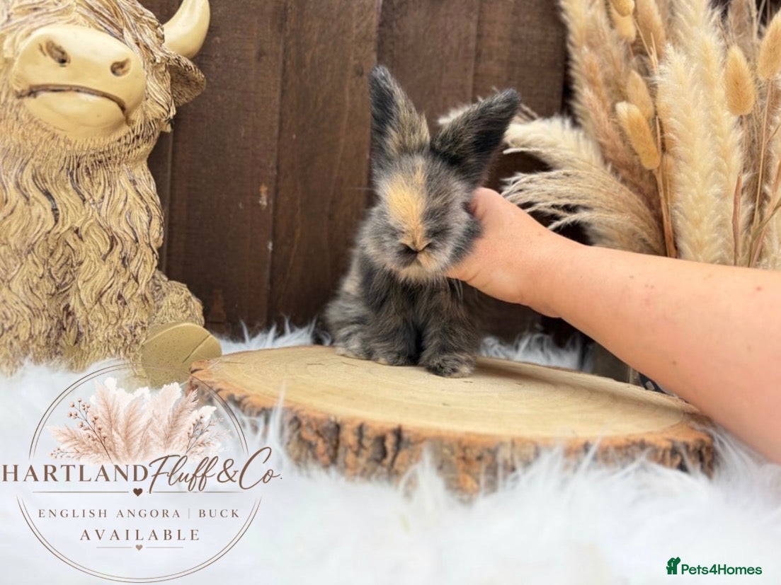 Angora rabbits PURE•PEDIGREE•ANGORAS🤍 - Advert 1
