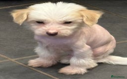 Chinese Crested dogs for sale: Cute Chinese Crested Hairy Hairless Boy.. 💙 - Image 6