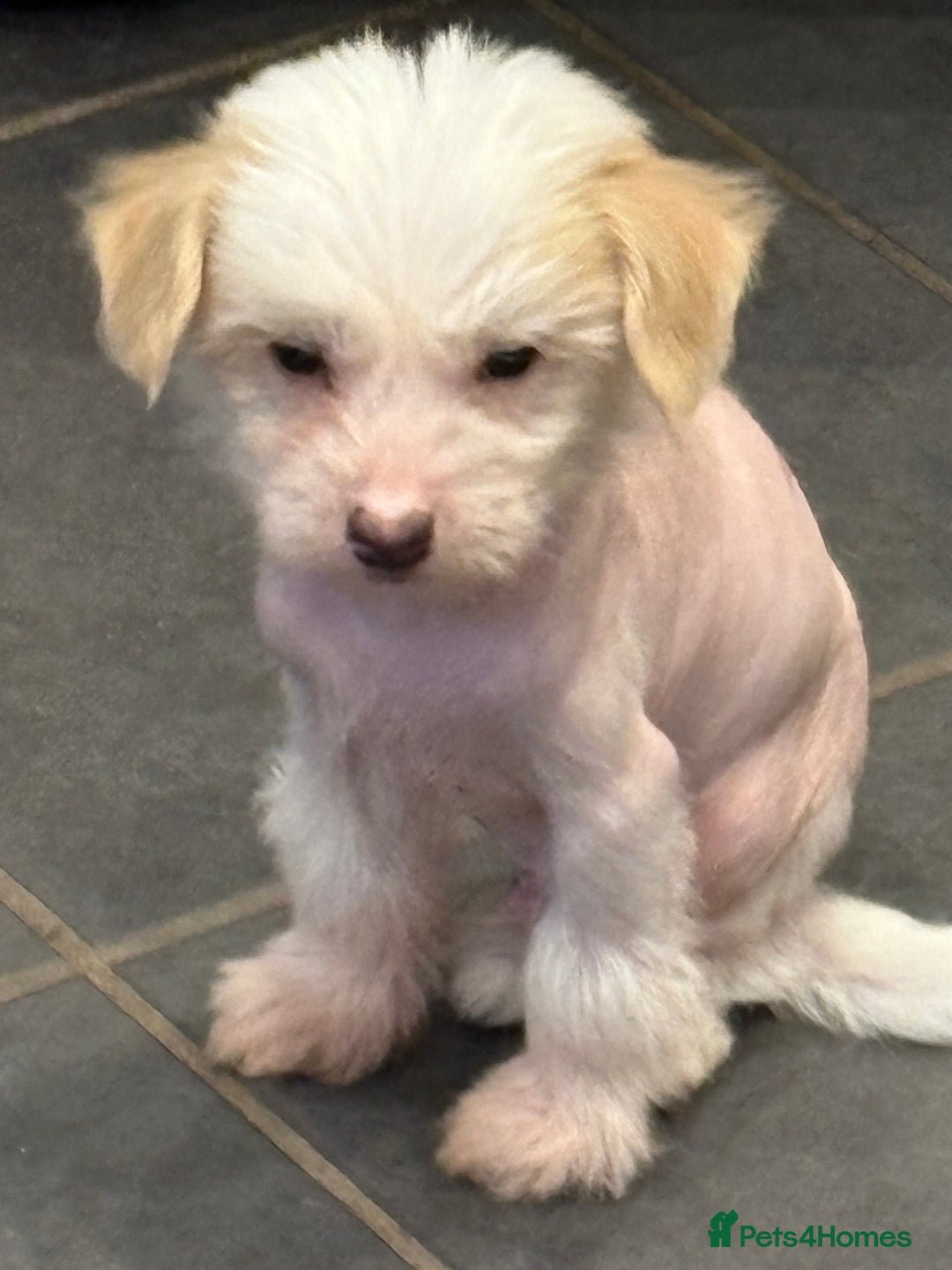 Chinese Crested dogs for sale: Cute Chinese Crested Hairy Hairless Boy.. 💙 - Image 6