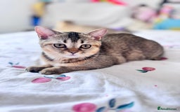 Scottish Fold cats for sale: Pedigree Kitten girl looking for a family  - Image 16