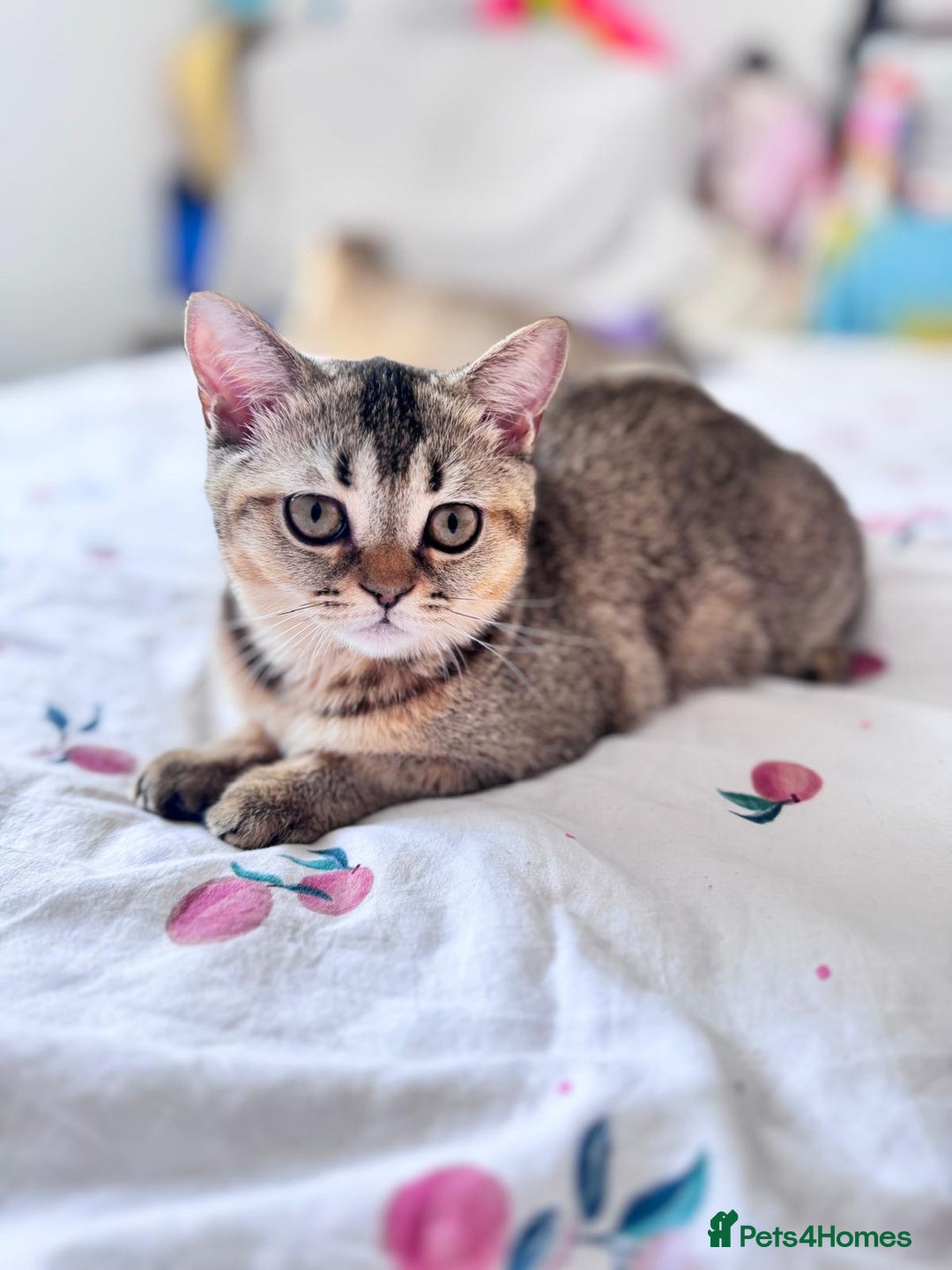 Scottish Fold cats for sale: Pedigree Kitten girl looking for a family  - Image 16