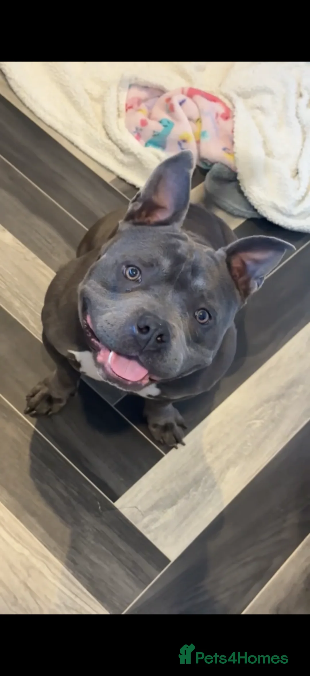 American Bully dogs for sale: Pocket bully  in Sunderland - Advert 1