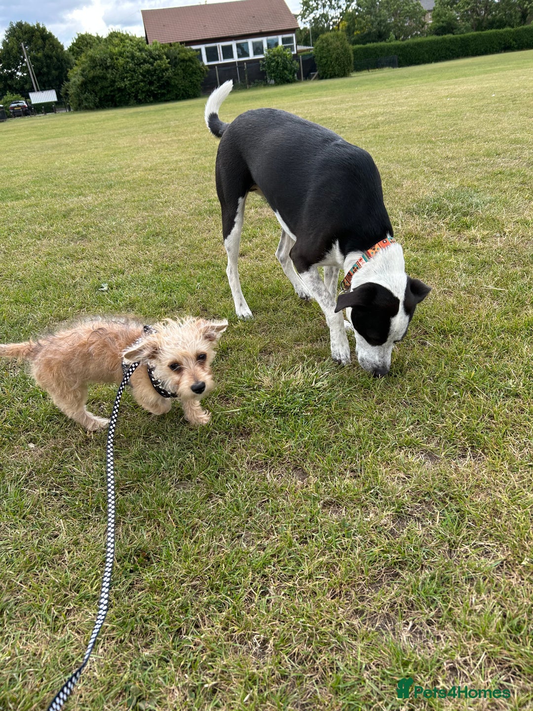 Doxiepoo dogs for sale: Jasper - 12 Months Dachshund/Poodle Mix  - Advert 7