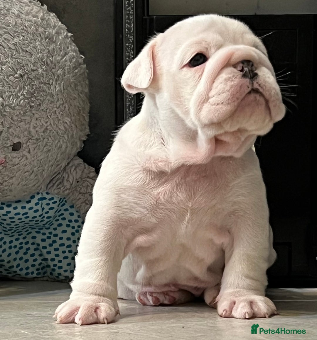 English Bulldog dogs for sale: ✨PUREBREED STANDARD COLOUR BULLDOG PUPPIES✨ - Advert 4