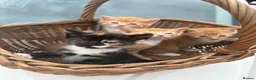 Mixed Breed cats for sale: Ginger & Calico Kittens  - Advert 3