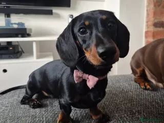 Miniature Dachshund dogs True Miniature Dachshund 🐾 Family Ready - Advert 8