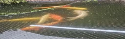 Koi Carp fish for sale: Pond clear out - 7 Japanese Koi and 1 Goldfish in Gateshead - Advert 6