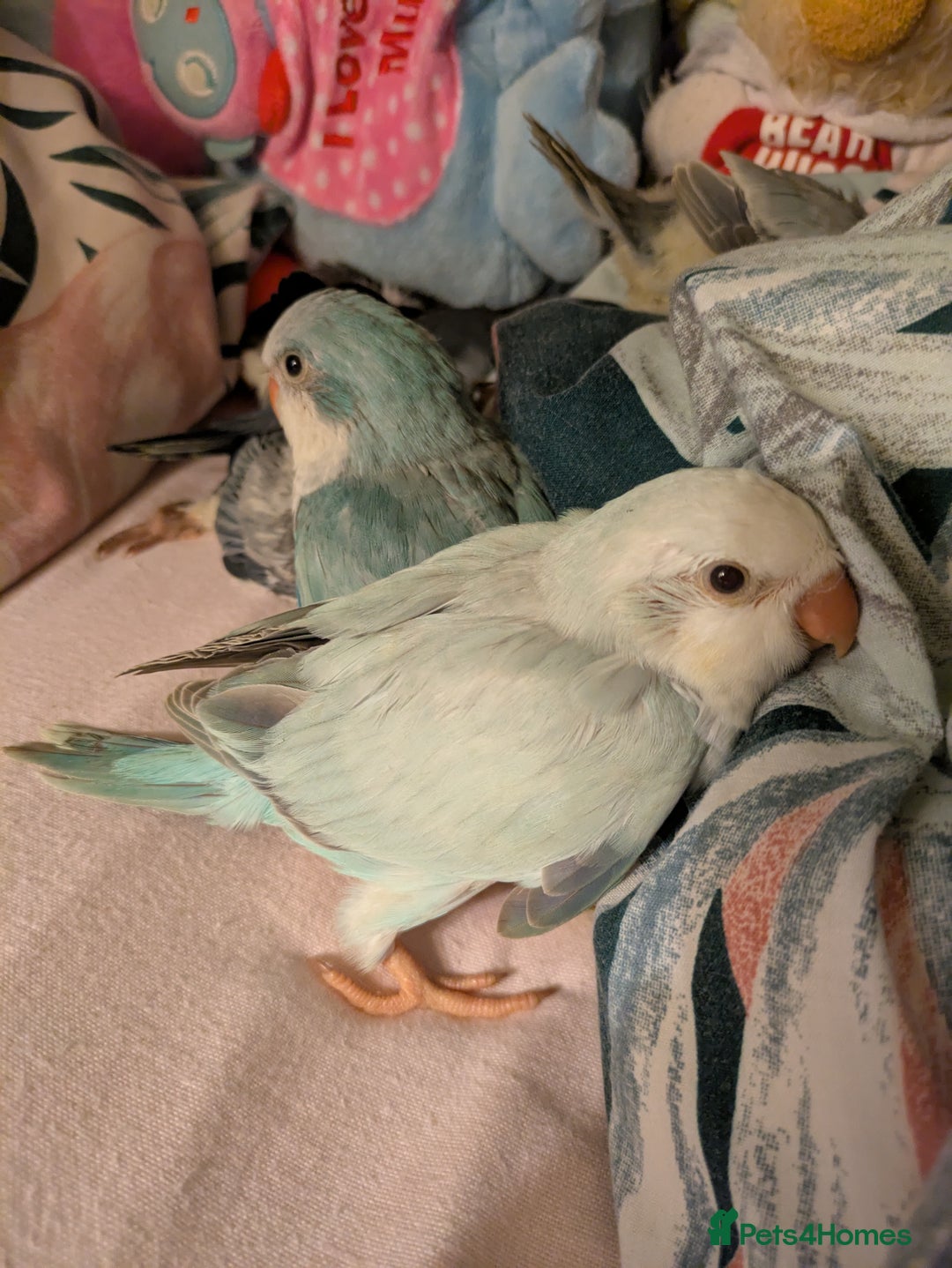Parakeets birds for sale: Baby Quaker parrots boys and girls available  - Image 5