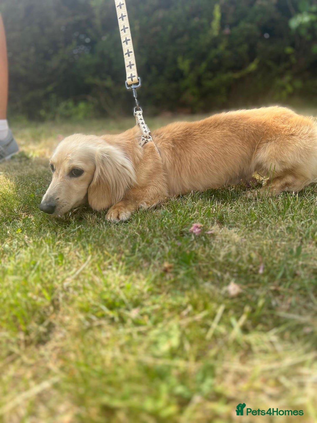 Miniature Dachshund dogs for sale: Miniature long hair dachshunds  - Image 14