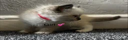 Ragdoll cats for sale: READY Sunday cute full ragdoll kittens 2 left - Advert 32