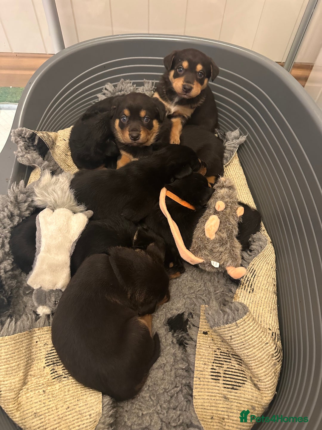 Australian Kelpie dogs for sale: Australian Kelpie Puppies - Advert 11
