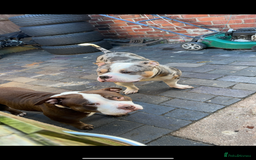 American Bulldog dogs for sale: 2 pocket bullys FREE to a good home - Image 4