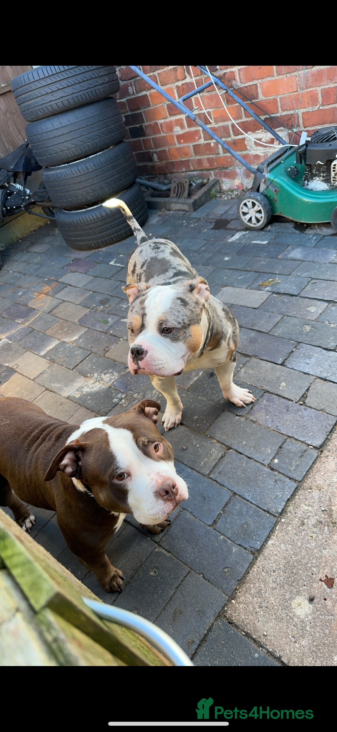 American Bulldog dogs for sale: 2 pocket bullys FREE to a good home - Image 4