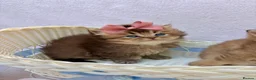 British Shorthair cats for sale: Pedigree golden kittens - black golden & chocolate - Advert 21