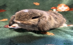 Mini Lop rabbits for sale: Beautiful True to Type Baby Mini Lops  - Image 3